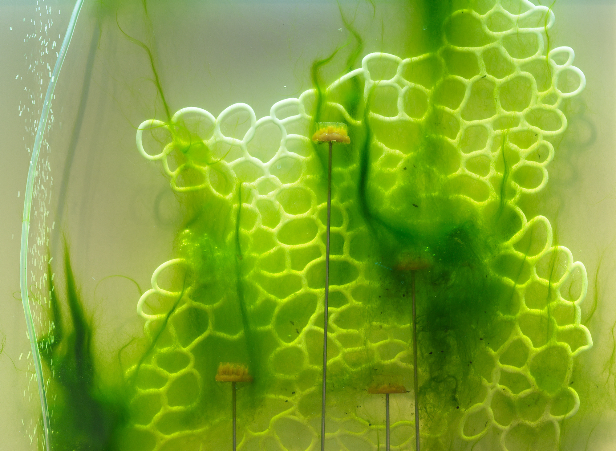 Close up detail image of bright green strands of algae clinging to a web of a white 3D printed bubble-like armature.