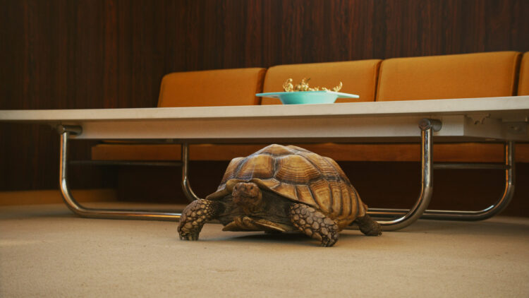 A turtle underneath a table.