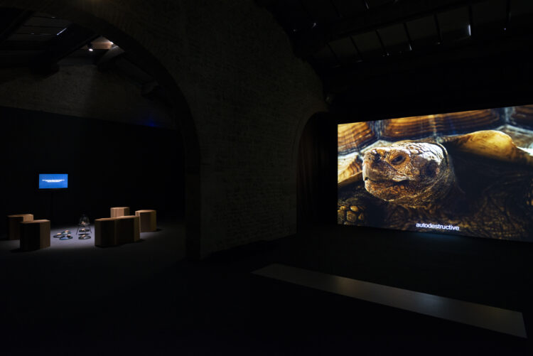 A video projection of a turtle.