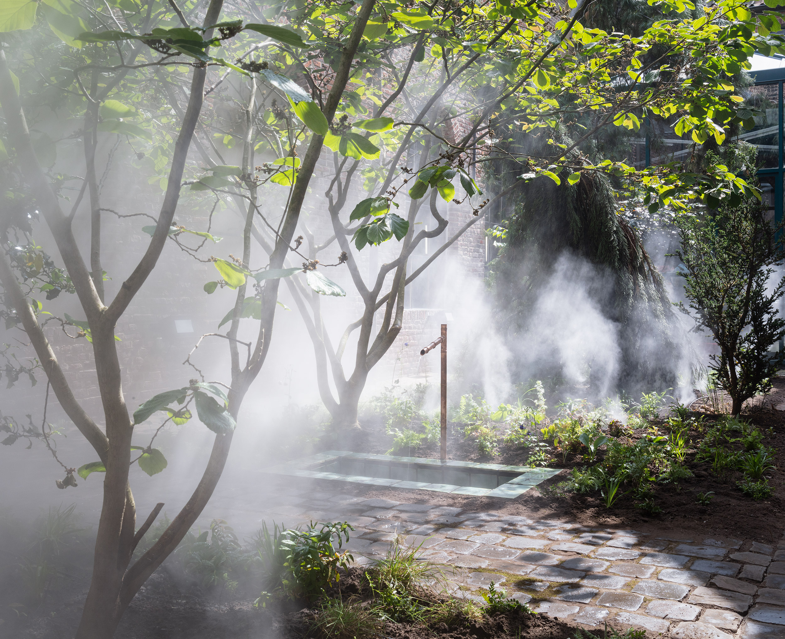 A tree shrouded in mist.