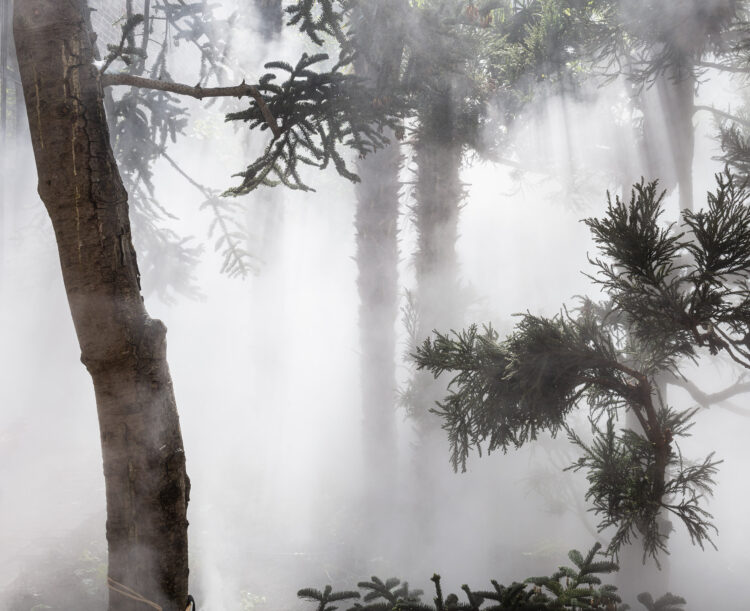 Trees shrouded in mist.