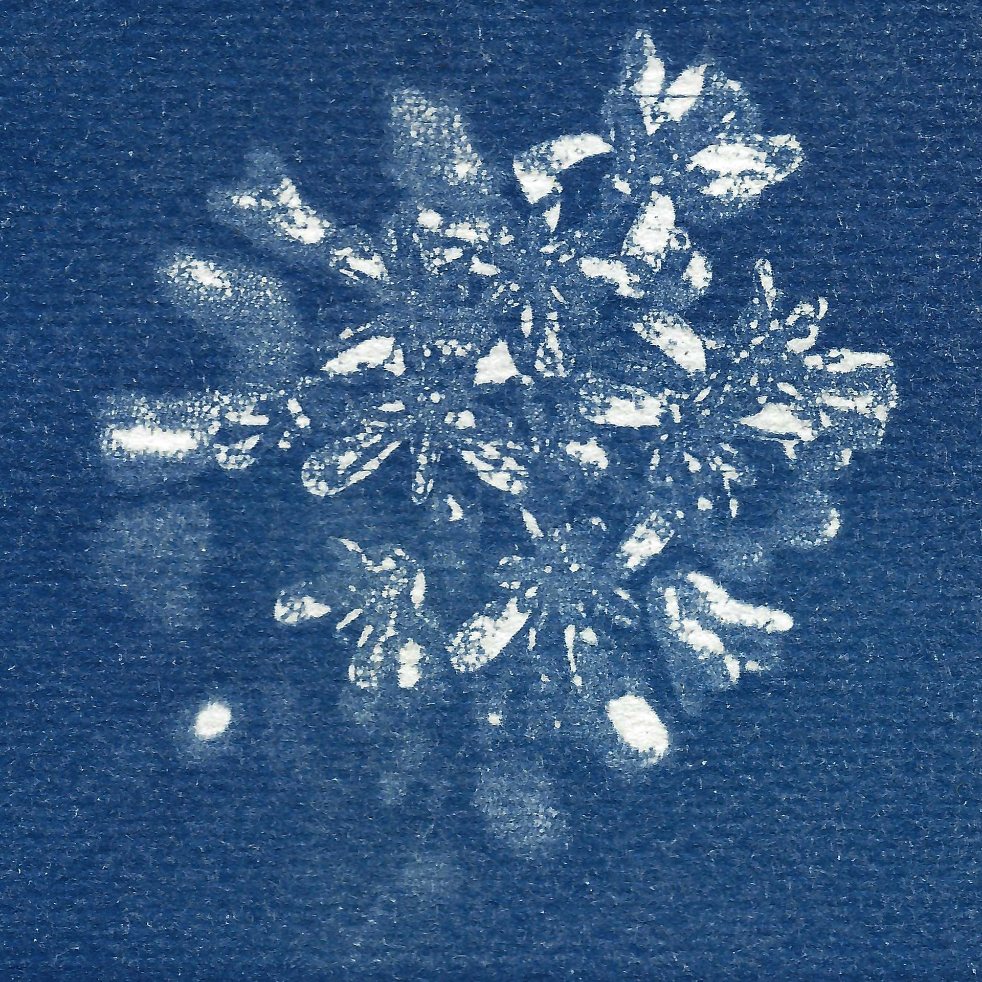 A cyanotype print of a Moad flower.
Title of work: Ghosts of Blue (still image)
Artist’s name: Sue Ding and Sarah Garrahan
Medium: Cyanotype
Year: 2025
Photographer name: Sarah Garrahan
