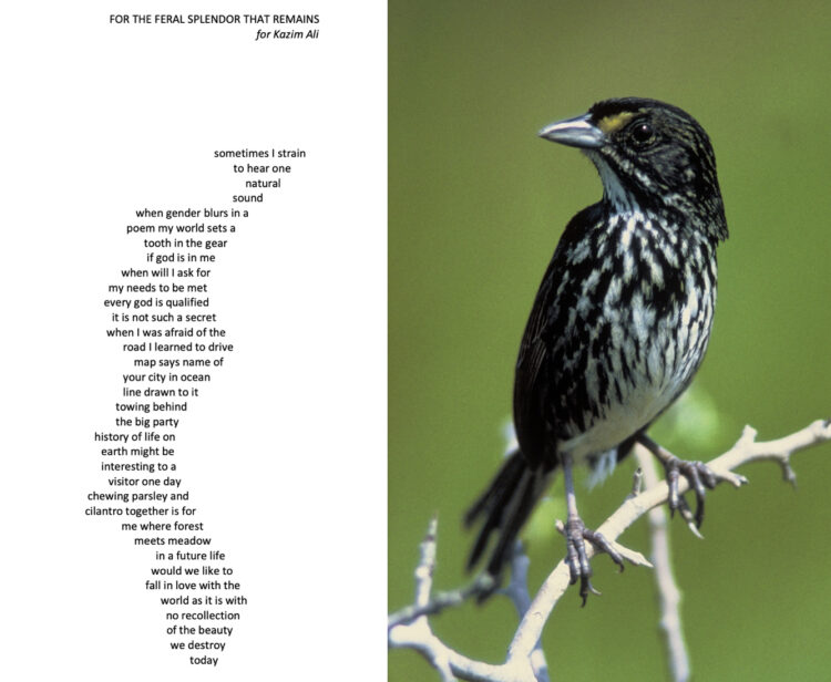 Poem by CAConrad, and photo of a Dusky Seaside Sparrow.