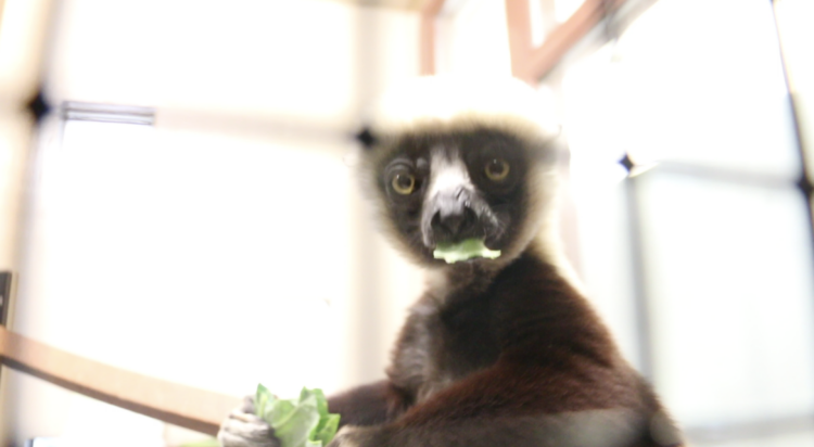 A lemur named Bertha, at the Duke University Lemur Sanctuary. Image credit: Jim Findlay video still.