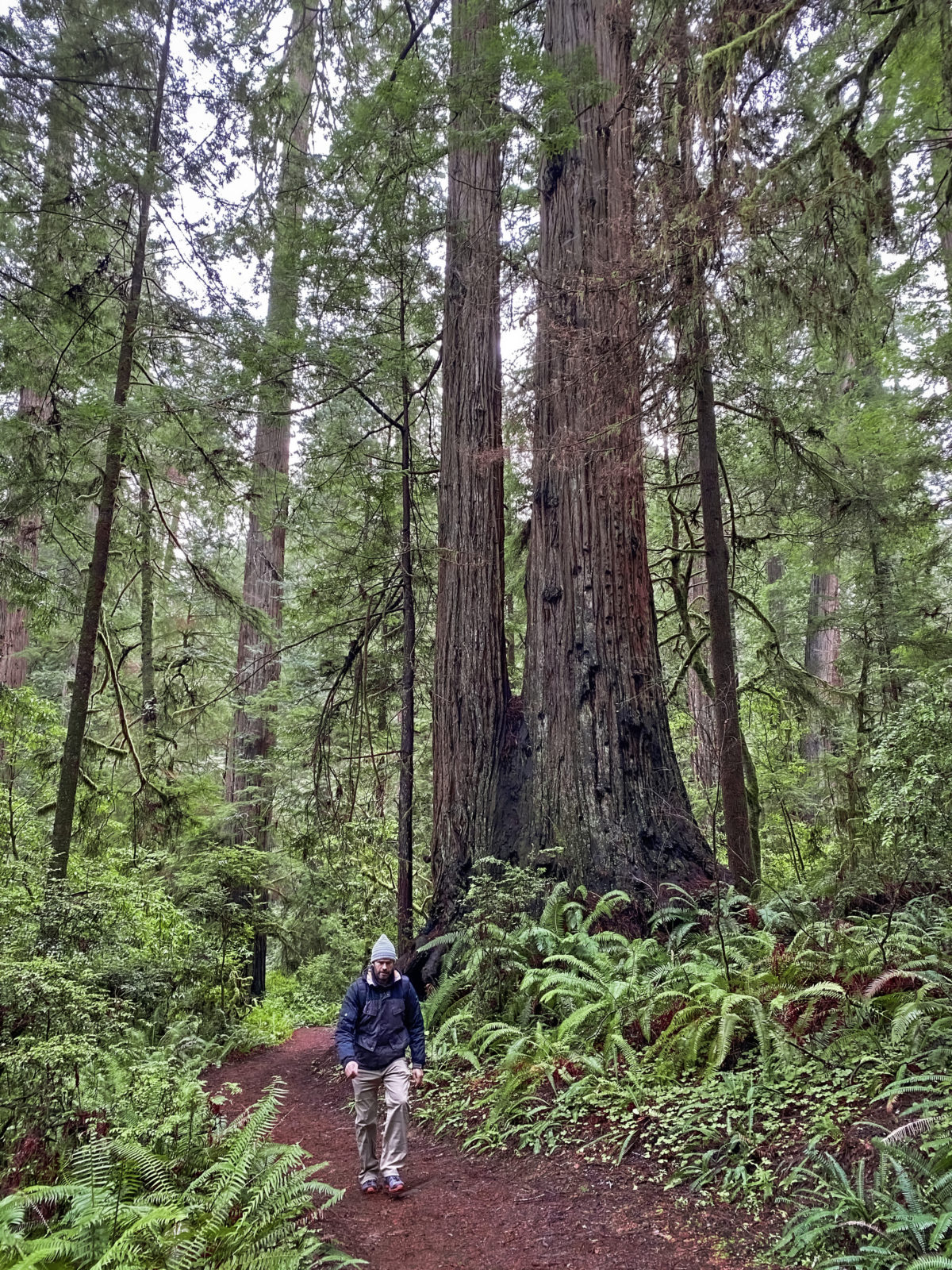 Redwood Preserve Creative Capital